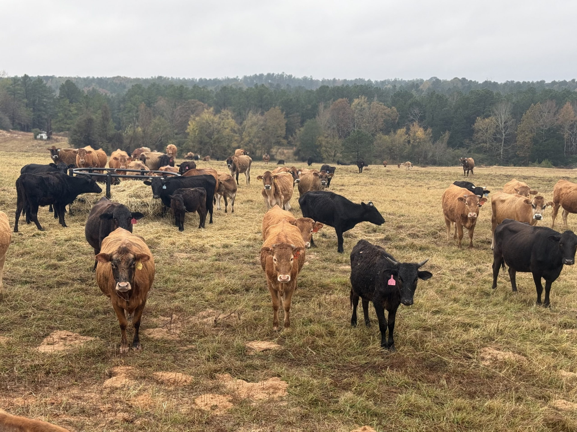 Cattle At Little G