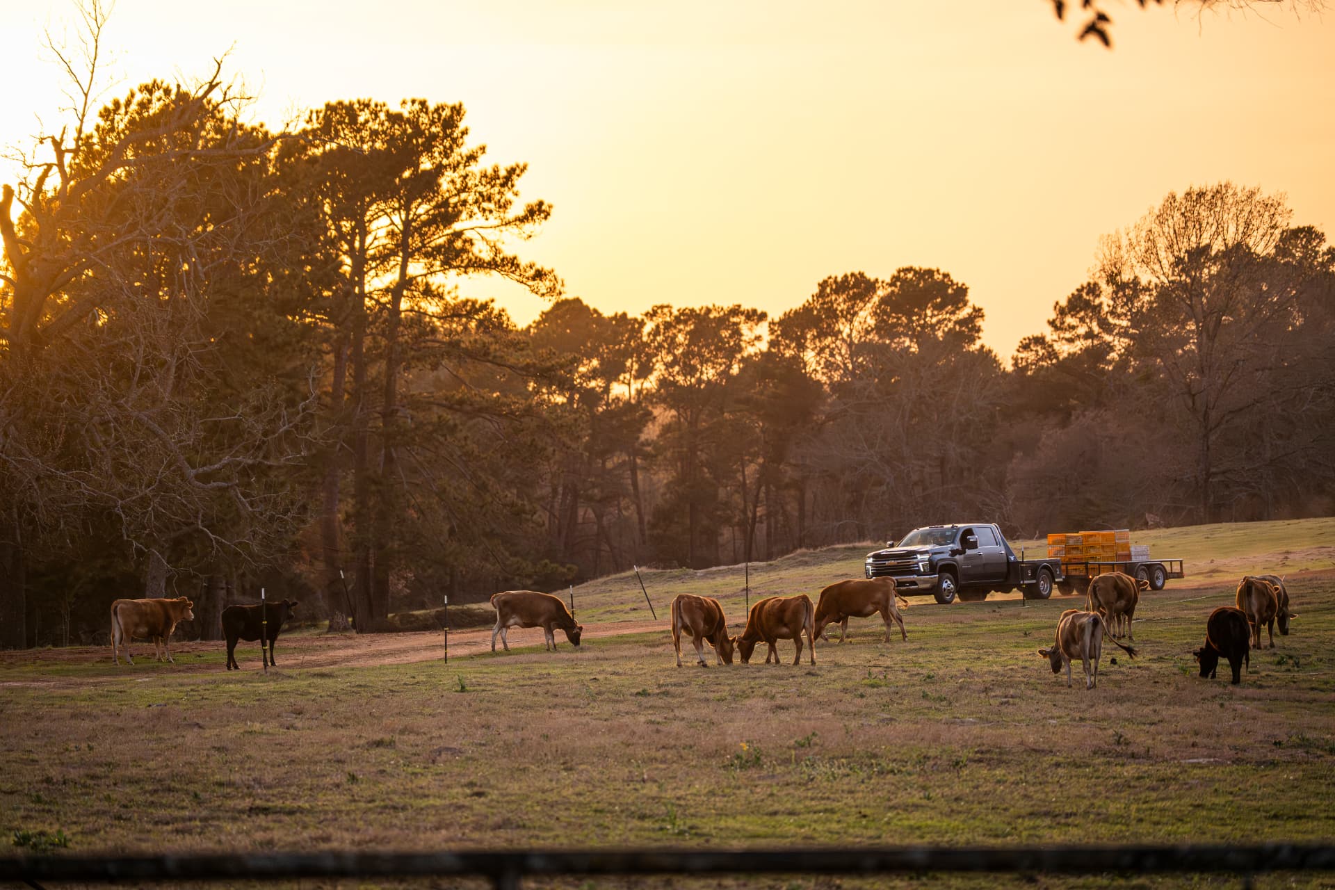 Cattle grazing at sunset on East Texas ranch grass with pines and a farm truck
